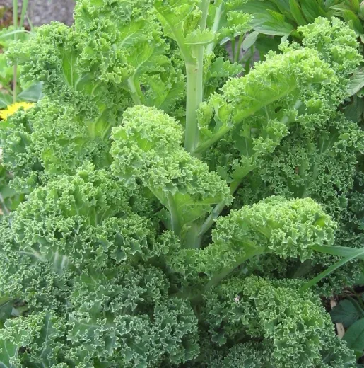 Halbhoher Grüner Krauser, Bio, Mini-Pack Halbhoher Grüner Krauser, Bio, Mini-Pack