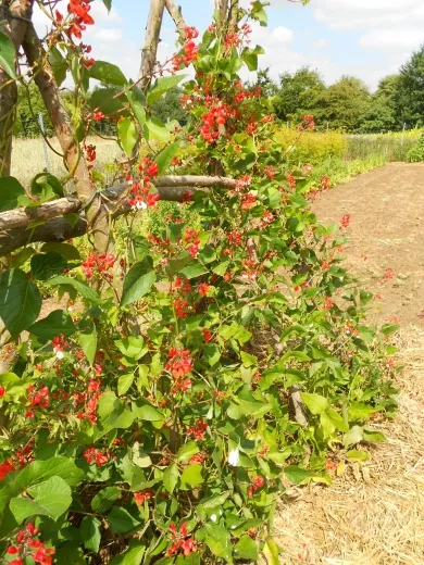 Hammer Blumebohn', Bio Hammer Blumebohn', Bio