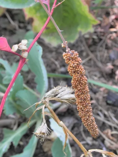 Herbstfeuer, Bio Herbstfeuer, Bio