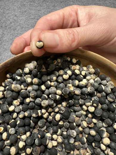 Herzsame, Bio Herzsame, Bio