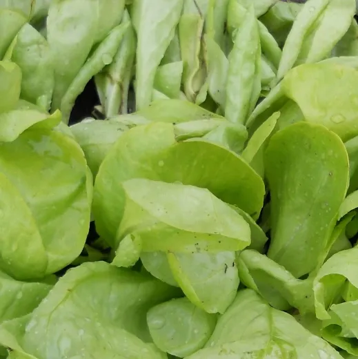 Hohlblättriger Butter, Bio