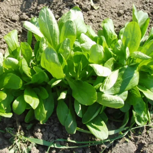 Holländischer Breitblättriger, Mini-Pack