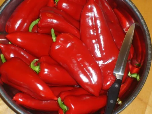 Ildikó, Bio Ildikó, Bio