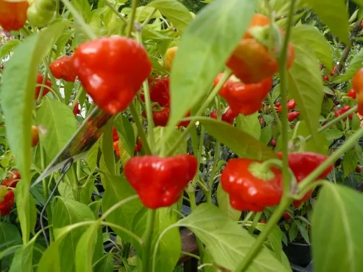 Jamaican red, Bio Jamaican red, Bio