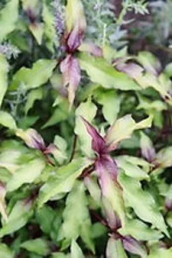 Japanischer Wasserpfeffer, Bio