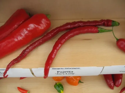 Joe´s Long, Bio Joe´s Long, Bio