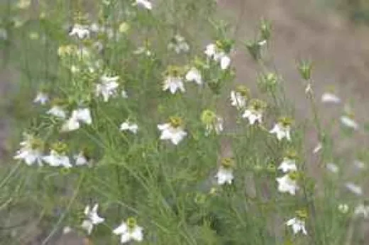 Jungfer im Grünen, Bio Jungfer im Grünen, Bio