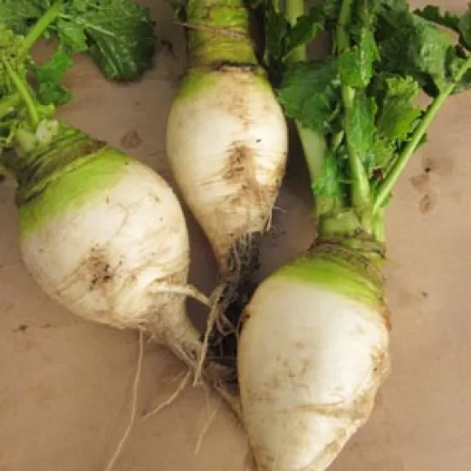 Karolas Rübchen, Bio