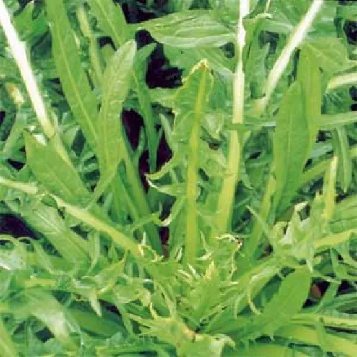 Katalanische löwenzahnblättrige Endivie, Bio