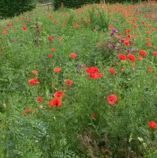 Klatschmohn, Bio Klatschmohn, Bio