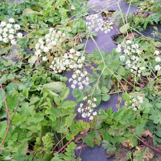 Kleine Bibernelle, Bio Kleine Bibernelle, Bio