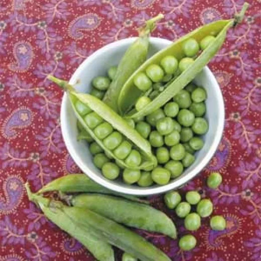 Kleine Rheinländerin, Bio