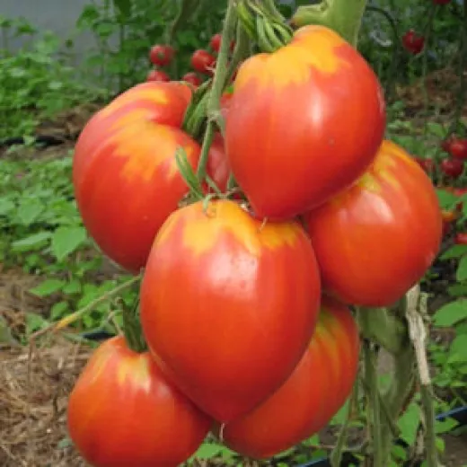 Kleines Ochsenherz, Bio