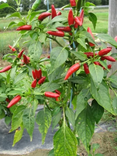 Kleines rotes Teufelchen, Bio