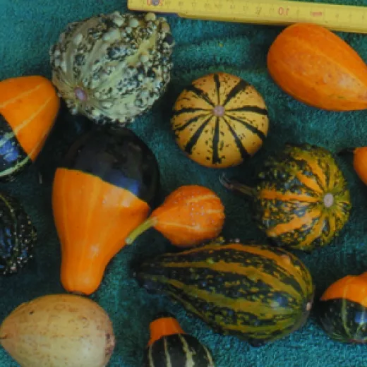 Kleinfrüchtige Zierkürbisse, Bio