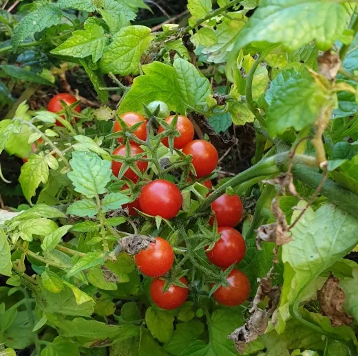 Koralik, Selektion MB, Bio