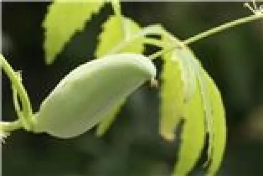 Korila, Bio Korila, Bio