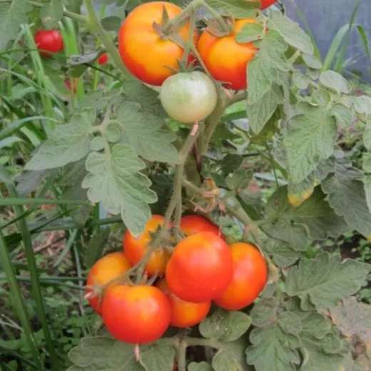 Kremser Perle, Bio