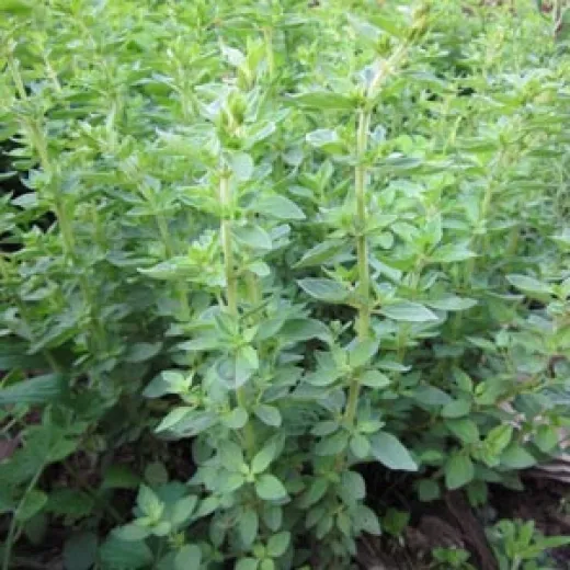 Kretischer Oregano, Bio