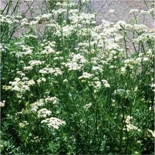 Kümmel, Bio Kümmel, Bio