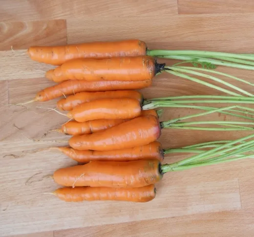 Lange rote Stumpfe ohne Herz, Bio Lange rote Stumpfe ohne Herz, Bio