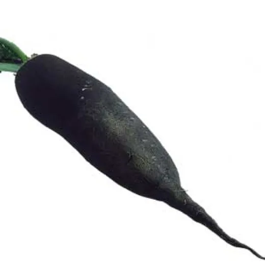 Langes schwarzes Winter-Rübchen, Mini-Pack Langes schwarzes Winter-Rübchen, Mini-Pack