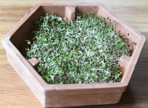 Leindotter, Bio Leindotter, Bio