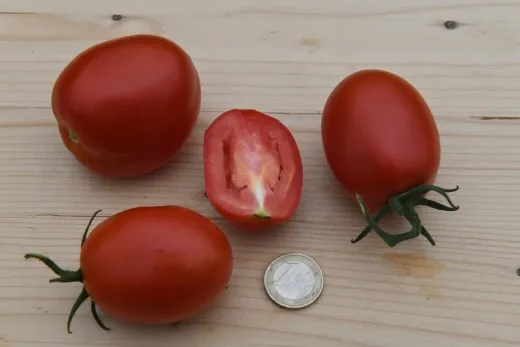 Litschitomate Giganteus, Bio