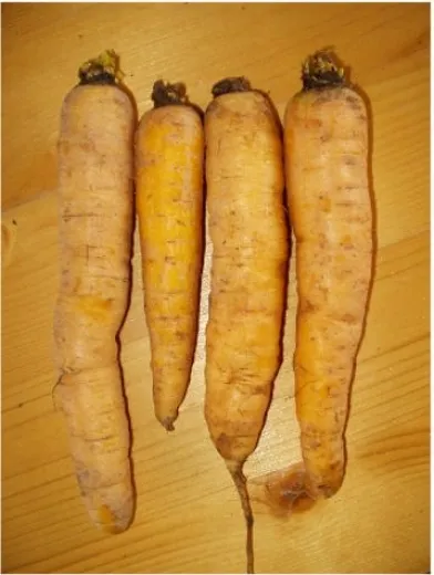 Longue jaune de Doubs, Bio