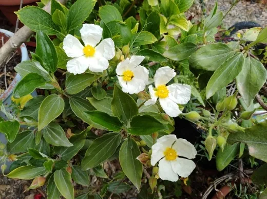 Lorbeerblättrige Zistrose