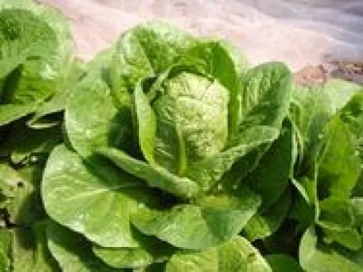 Lorraine, Bio Lorraine, Bio