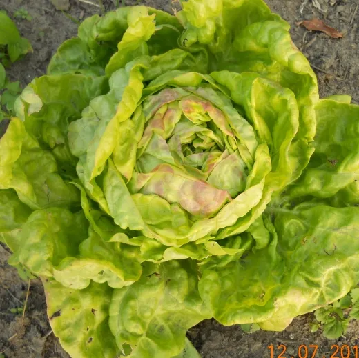 Maikönig, Bio, Mini-Pack