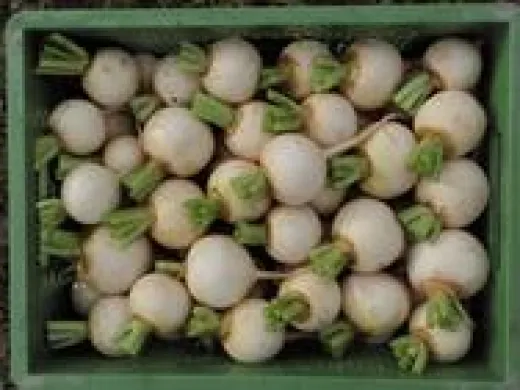 Mairübe 'Snowball', Bio