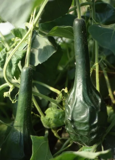 Marenka, Bio Marenka, Bio