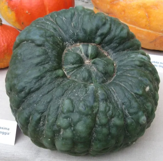 Marina di Chioggia, Bio Marina di Chioggia, Bio