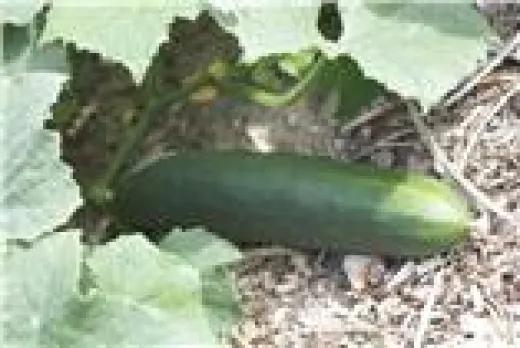 Marketmore 97, Bio Marketmore 97, Bio