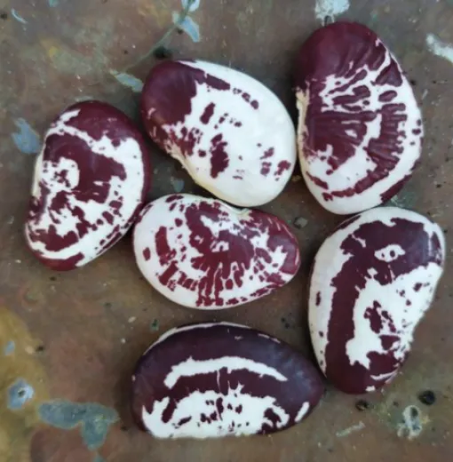 Markt von Venedig, Bio Markt von Venedig, Bio