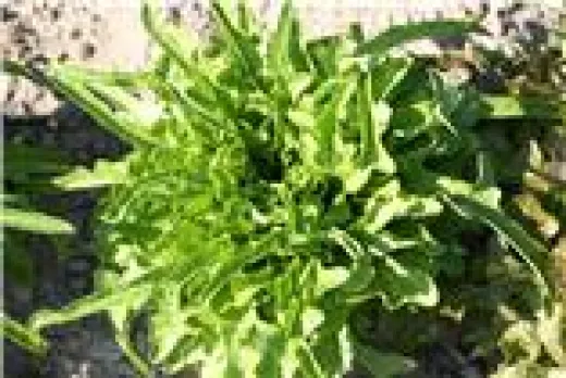 Marokkanische Kresse, Bio