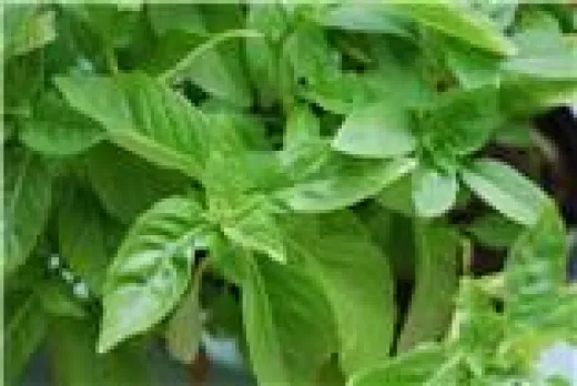 Marseiller Basilikum, Bio