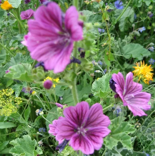 Mauretanische Malve, Bio