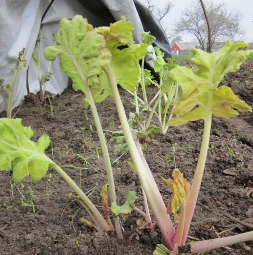 Meerkohl, Bio Meerkohl, Bio