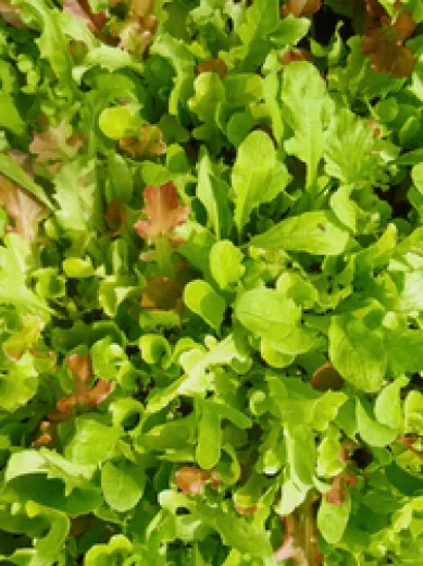 Misticanza, Bio Misticanza, Bio