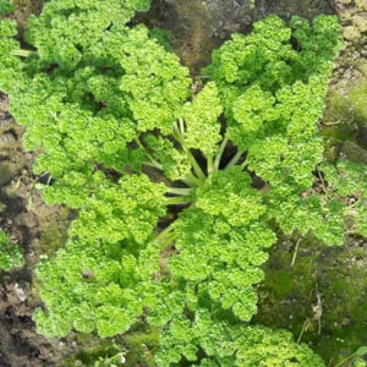 Mooskrause 2, Bio, Mini-Pack