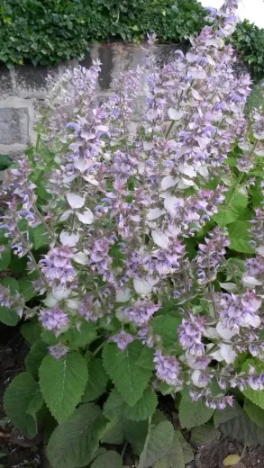 Muskatellersalbei, Bio