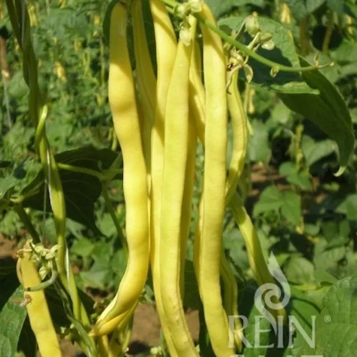 Neckargold, Bio Neckargold, Bio