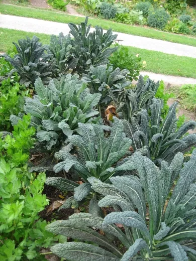 Nero di Toscana, Bio Nero di Toscana, Bio