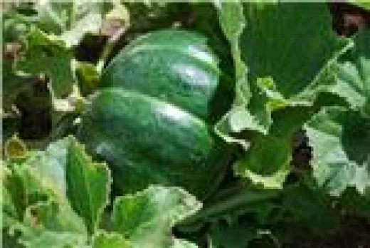 Noire des Carmes, Bio Noire des Carmes, Bio