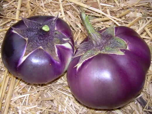 Obsidian, Bio Obsidian, Bio