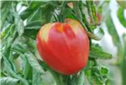 Ochsenherz, Bio Ochsenherz, Bio