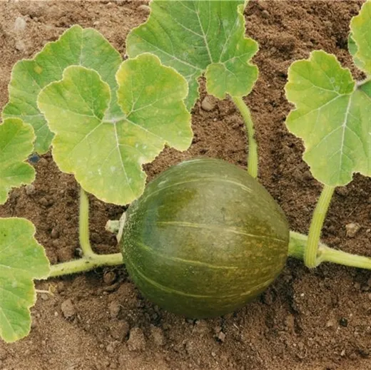 Olive, Bio Olive, Bio